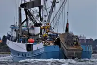 Purse seiner for sale