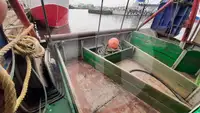 Live fish carrier for sale